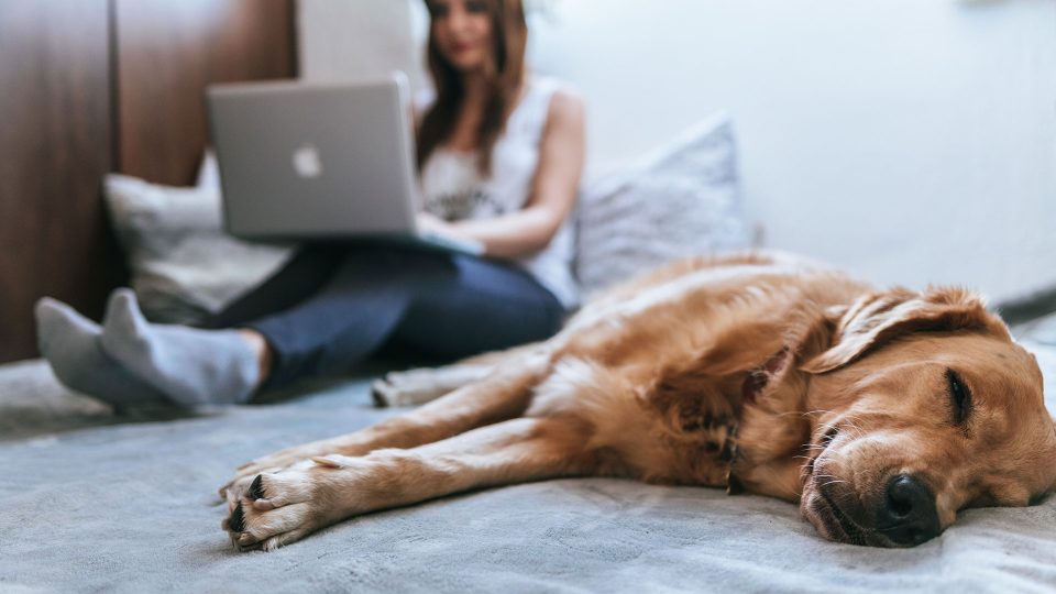 Dog sleeping next to a woman working on laptop